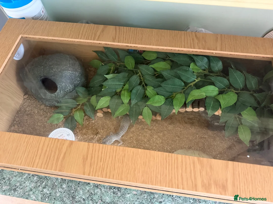 Gecko reptiles for sale: Leopard geko for sale in Ferryhill - Advert 5