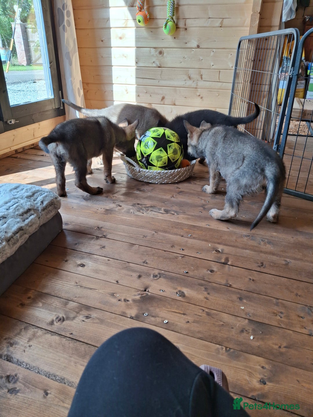 German Shepherd dogs for sale: 🌟Stunning KC Registered German Shepherd Pups🌟 - Image 17