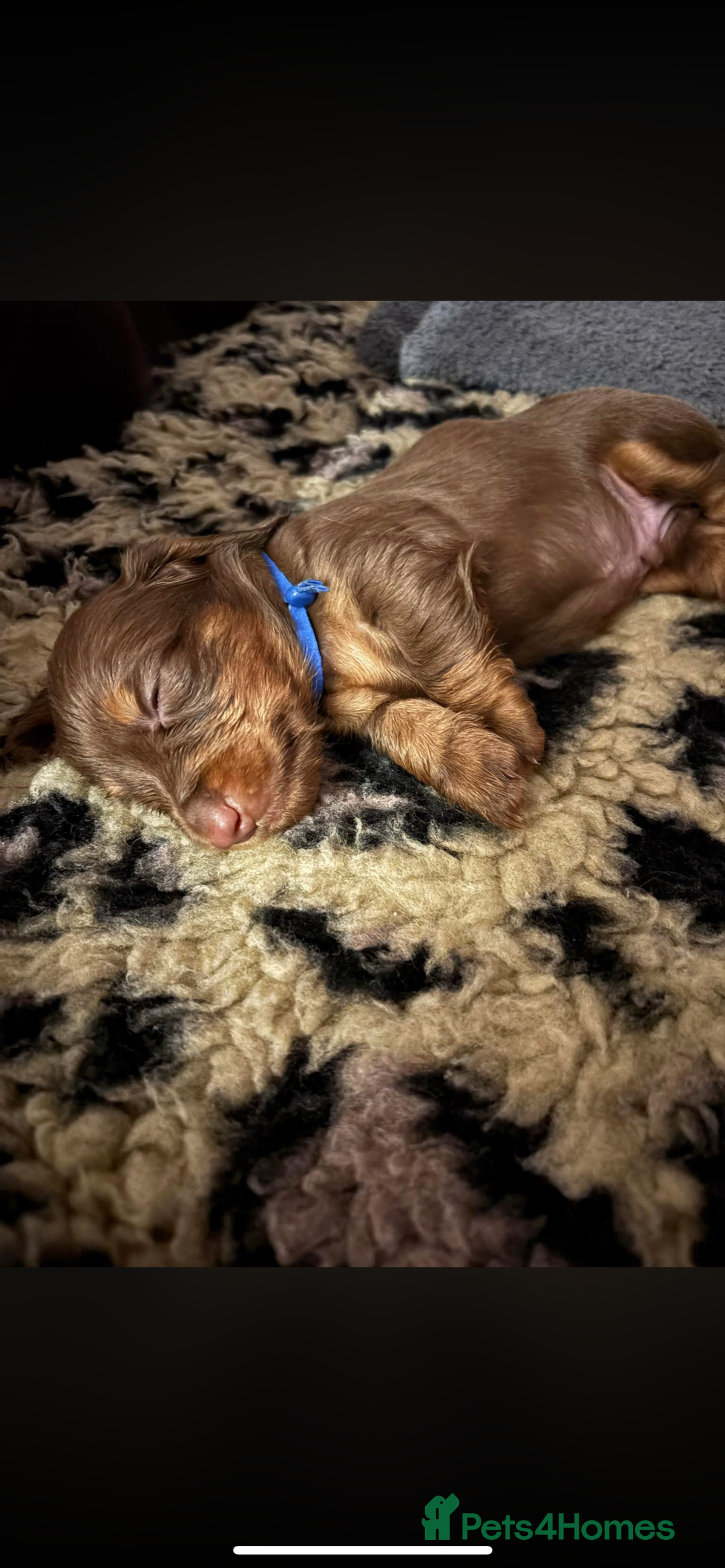 Miniature Dachshund dogs for sale: Beautiful long haired chocolate dachshunds  - Image 18