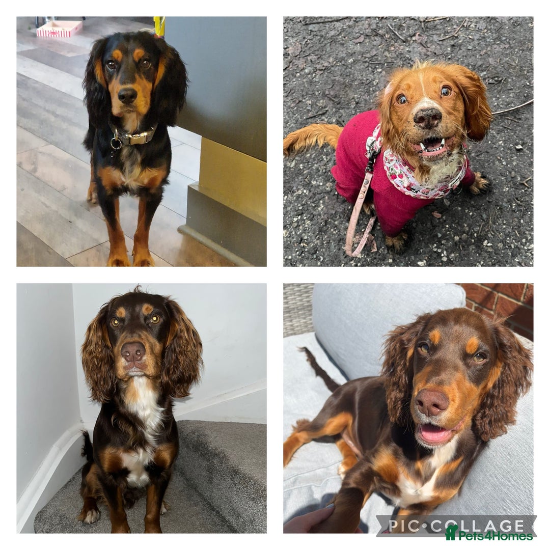 Cocker Spaniel dogs for stud: KC DNA CLEAR PROVEN STUD - Image 7