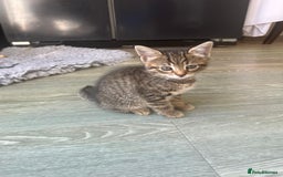 Bengal cats for sale: Bengal cross kittens - Image 8