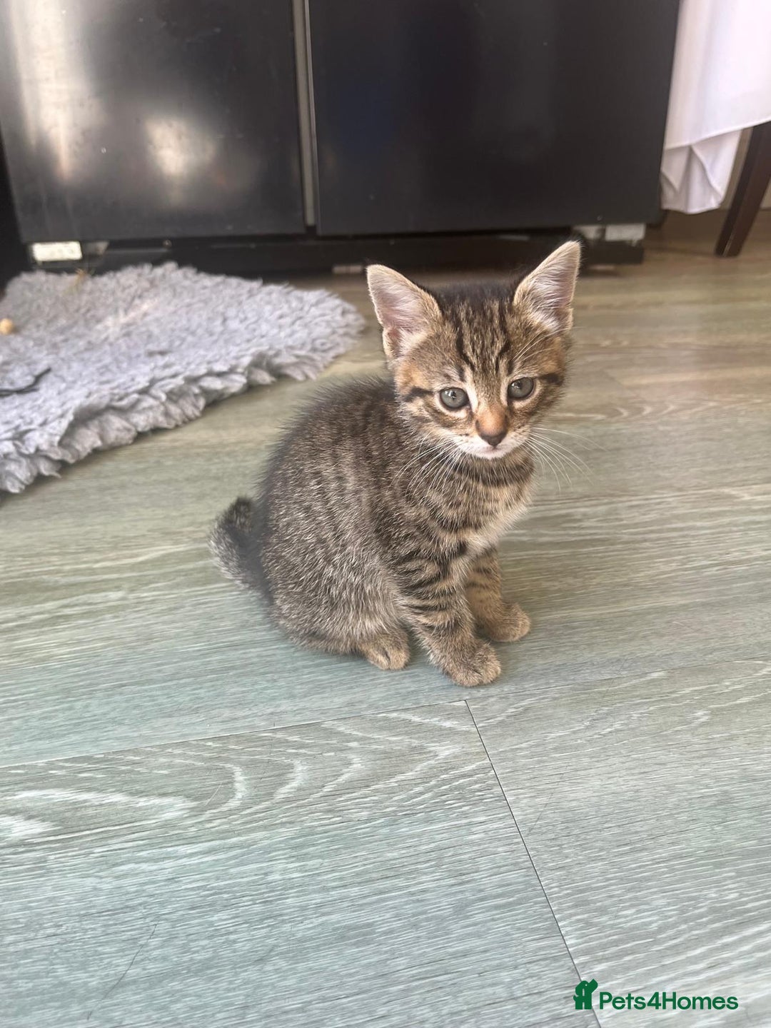 Bengal cats for sale: Bengal cross kittens - Image 8