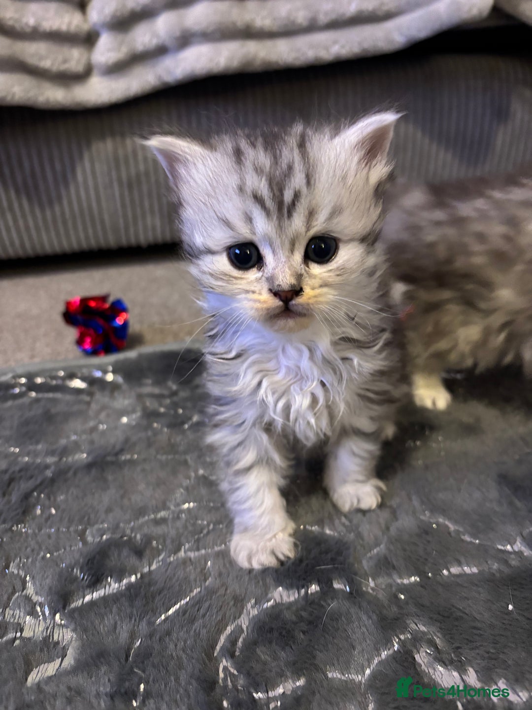 Maine Coon cats for sale: Maincoon / Persian babies looking for laps  - Advert 4