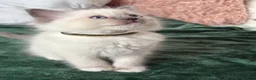 Ragdoll cats for sale: RAGDOLL kittens 3xBOYS, 3xGIRLS - Advert 9