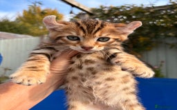 Keetso cats for sale: Stunning golden keetsos  - Image 30