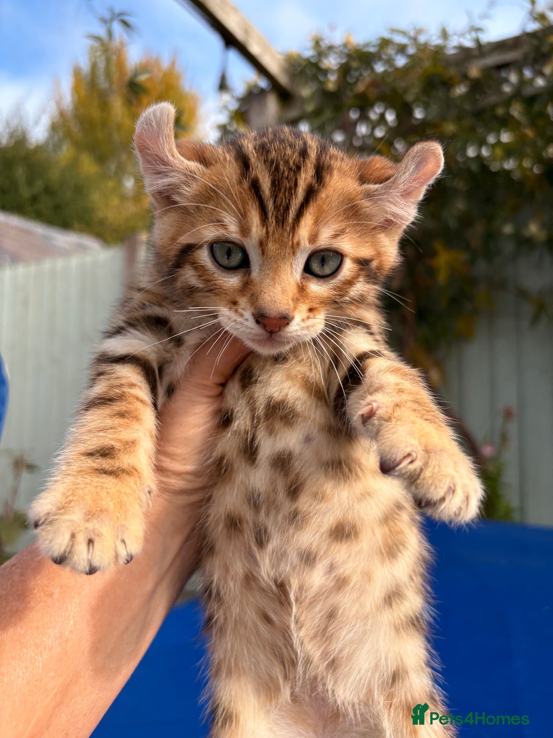 Keetso cats for sale: Stunning golden keetsos  - Image 30