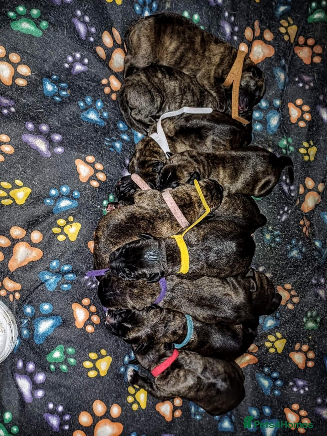 Mixed Breed dogs for sale: CANE CORSO X PRESA CANARIO PUPS £850 - Advert 3