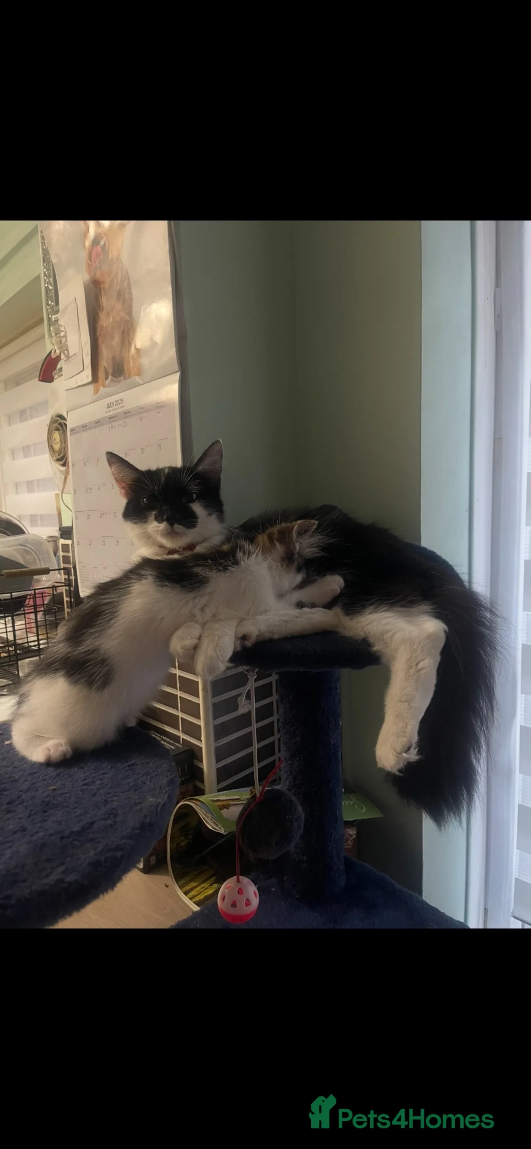 Mixed Breed cats for sale: 2 Beautiful Male Kittens - Advert 1