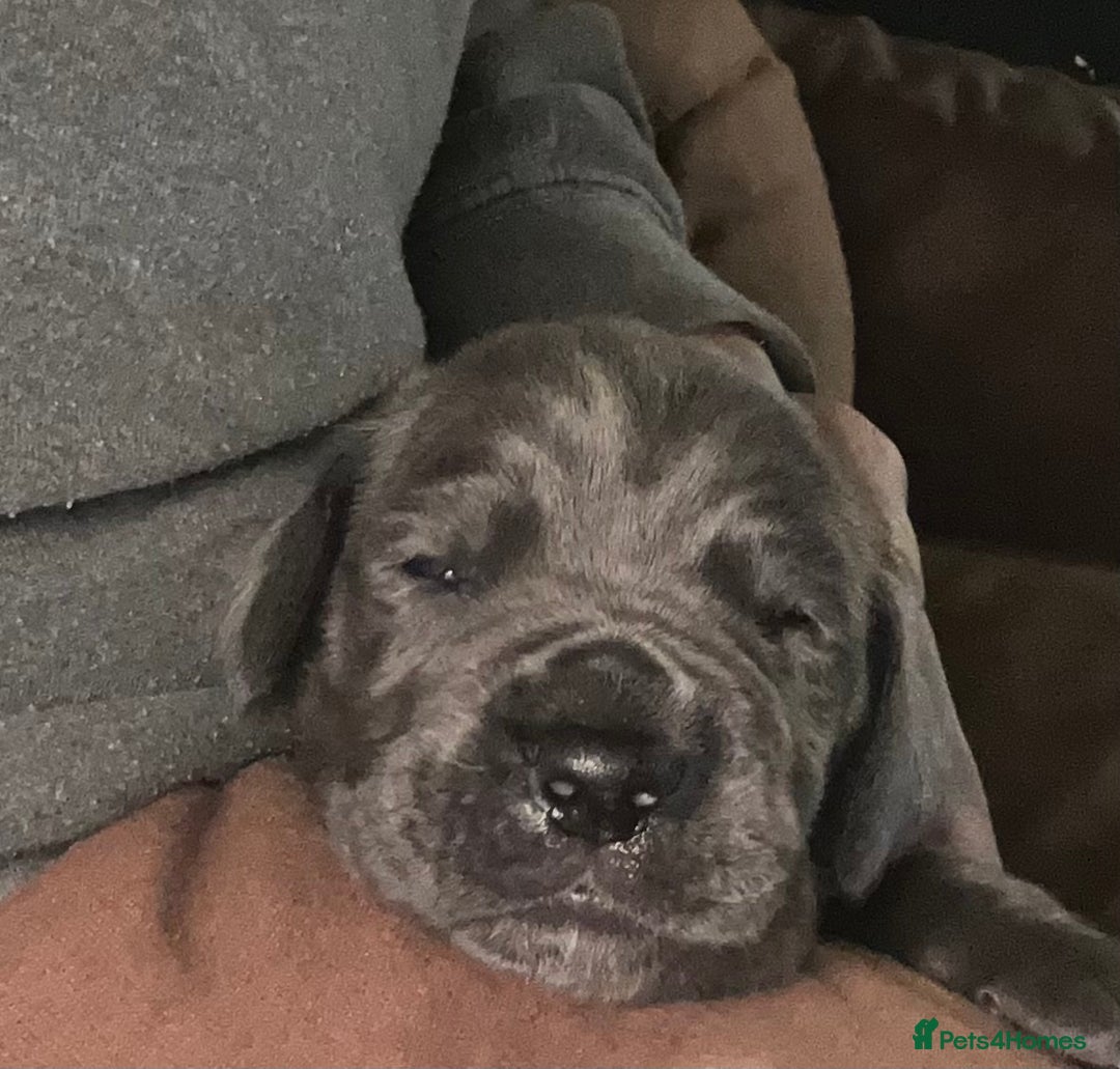 Great Dane dogs for sale: Stunning Great Dane Puppies  - Advert 29