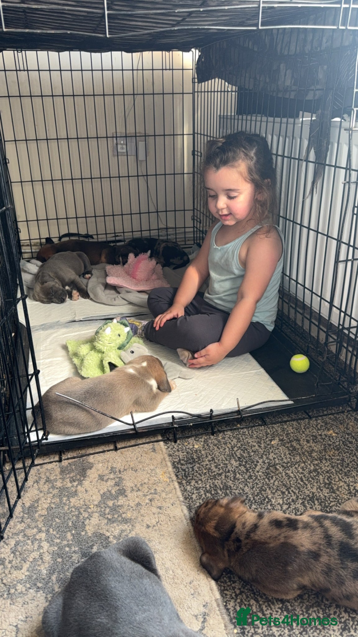 Mixed Breed dogs Six Beautiful Mix Husky/Italian Mastiff Puppies - Advert 14