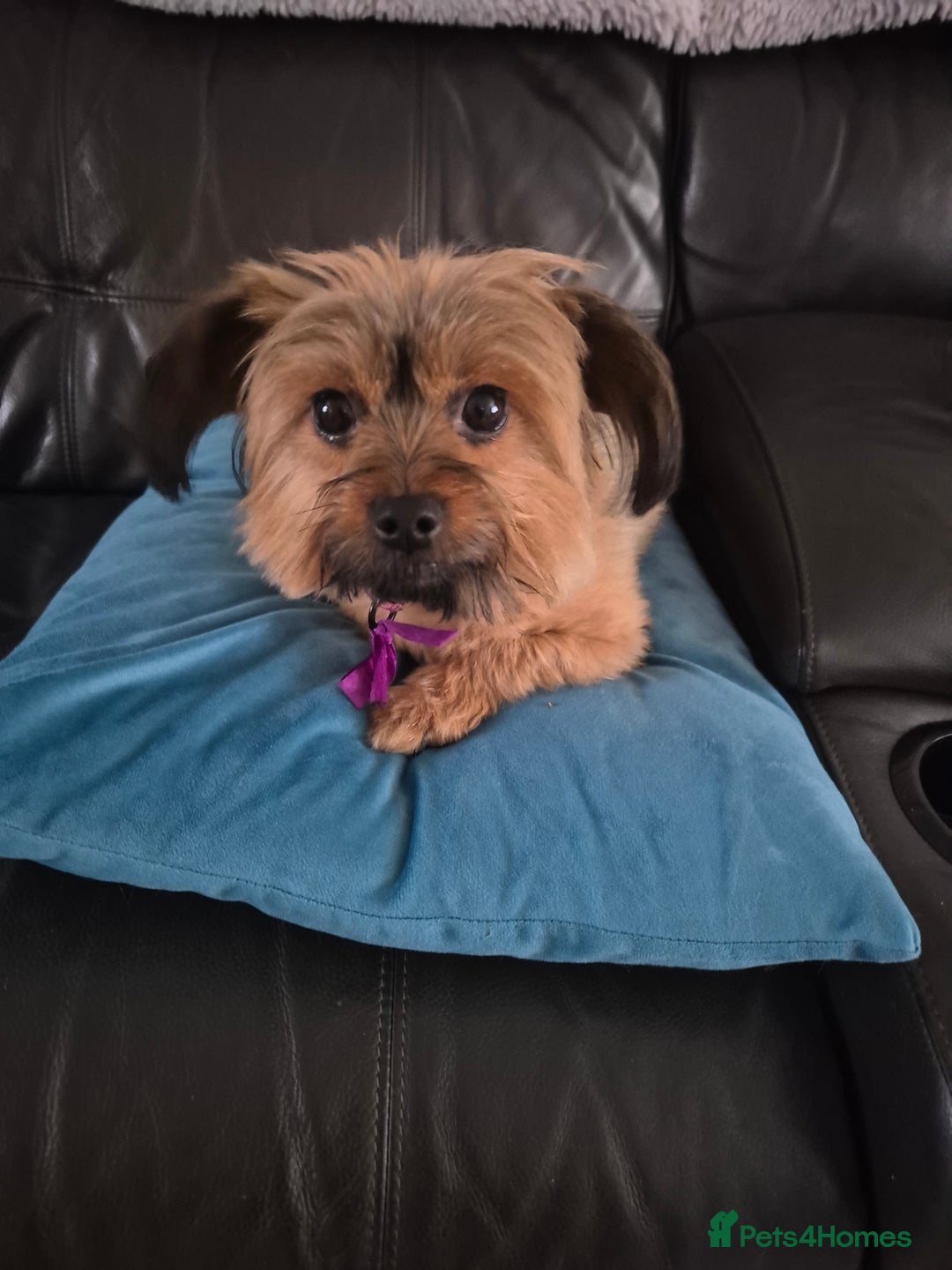 Mixed Breed dogs for sale: Lhasa-apso x Pomeranian pups - Advert 1