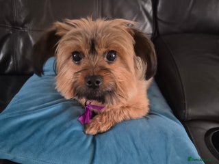 Mixed Breed dogs Lhasa-apso x Pomeranian pups - Advert 2