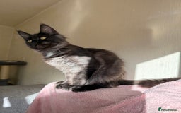 Maine Coon cats for sale: Pedigree GCCF Russian Import line Maine Coons - Image 13