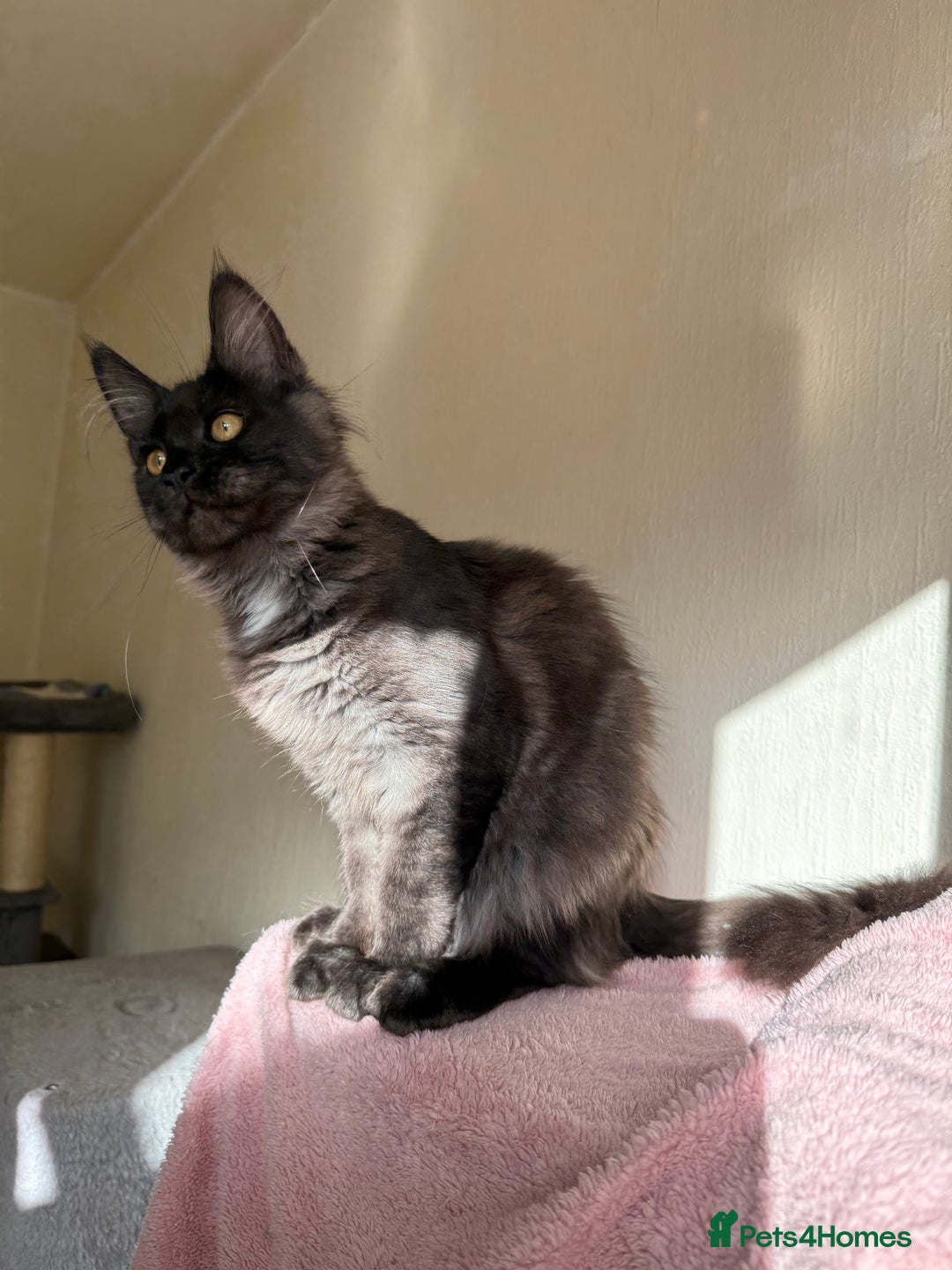 Maine Coon cats for sale: Pedigree GCCF Russian Import line Maine Coons - Image 13