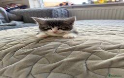 Mixed Breed cats for sale: Two lovely boys - Image 17