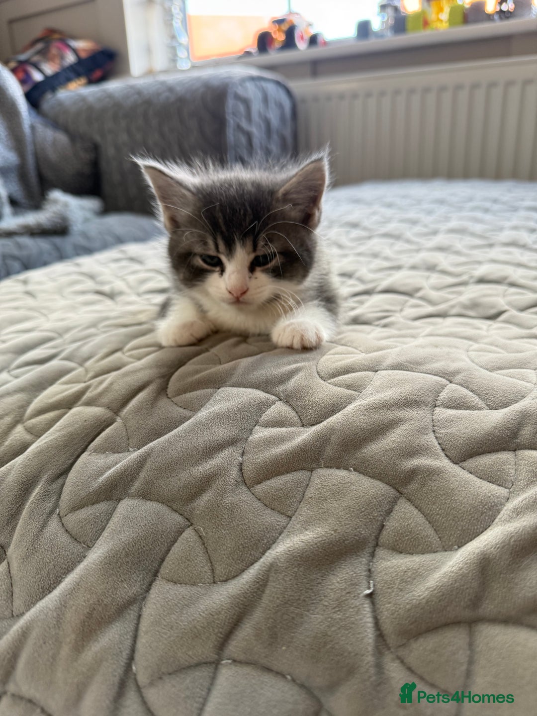 Mixed Breed cats for sale: Two lovely boys - Image 17