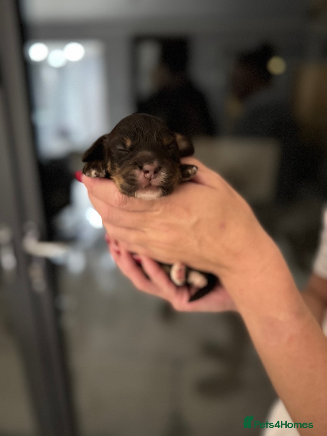 Cockapoo dogs for sale: Beautiful F1 cockapoo puppies  - Image 6