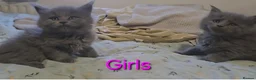 Maine Coon cats for sale: Maine coon kittens  - Advert 3