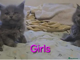 Maine Coon cats Maine coon kittens - Advert 17