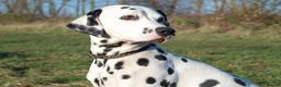 Dalmatian dogs for sale: Exceptional Dalmatian Puppies.  - Advert 19