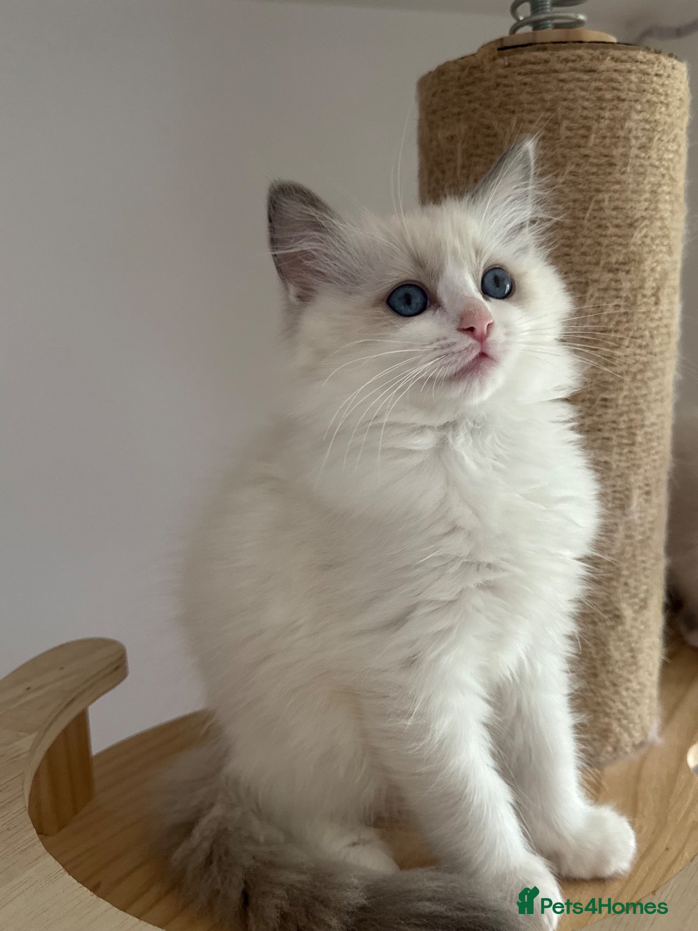Ragdoll cats One Ragdoll girl ready to leave 🩷 - Advert 1
