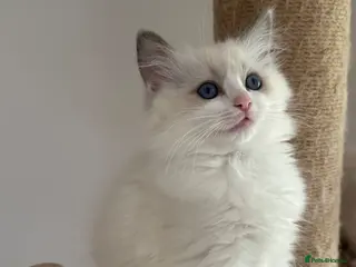Ragdoll cats One Ragdoll girl ready to leave 🩷 - Advert 1