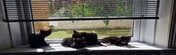 Mixed Breed cats for sale: Russian/Ragdoll/Bengal X  - Advert 7