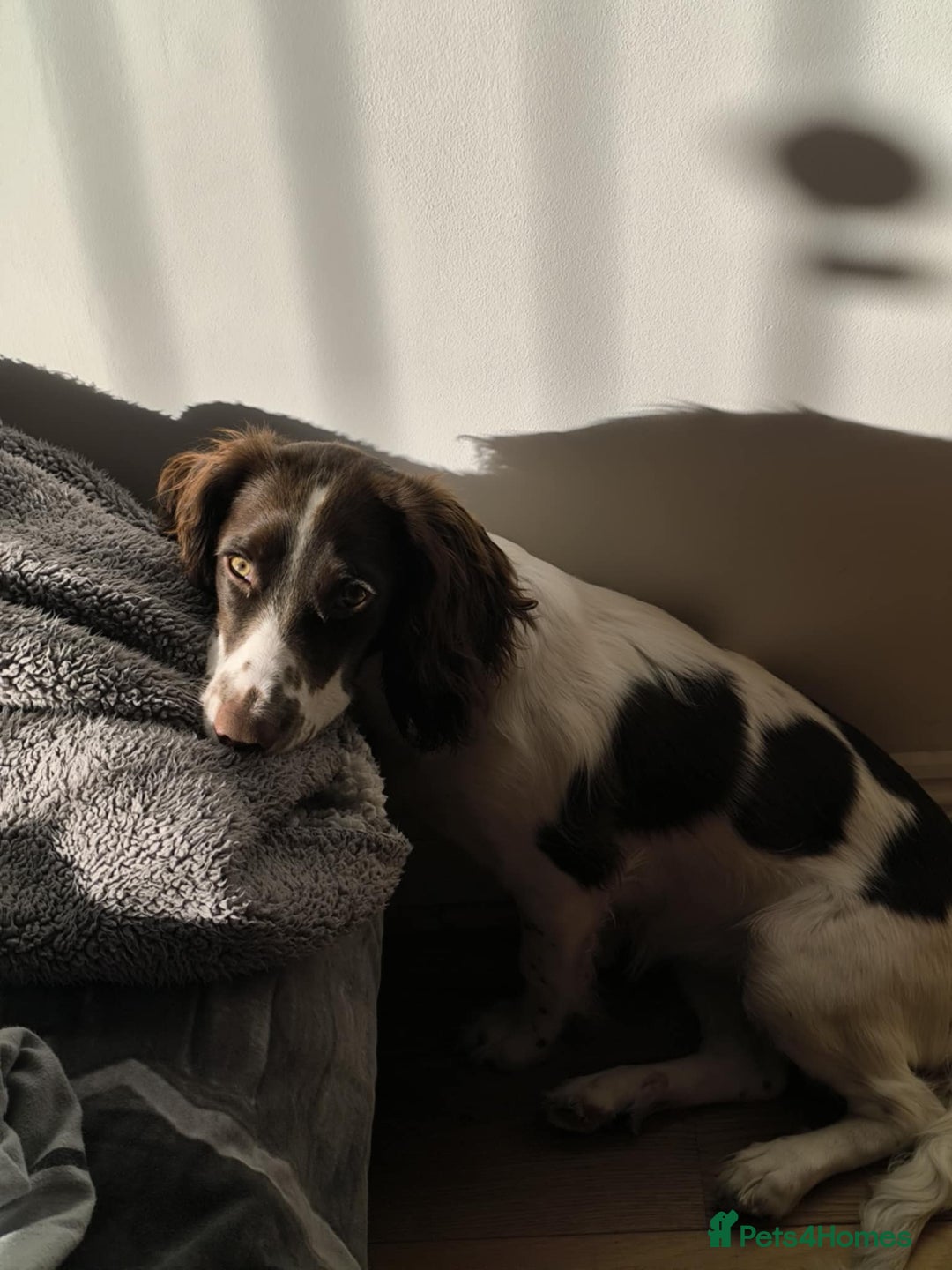 Sprocker dogs for sale: Family dog Sprocker puppy  - Advert 2