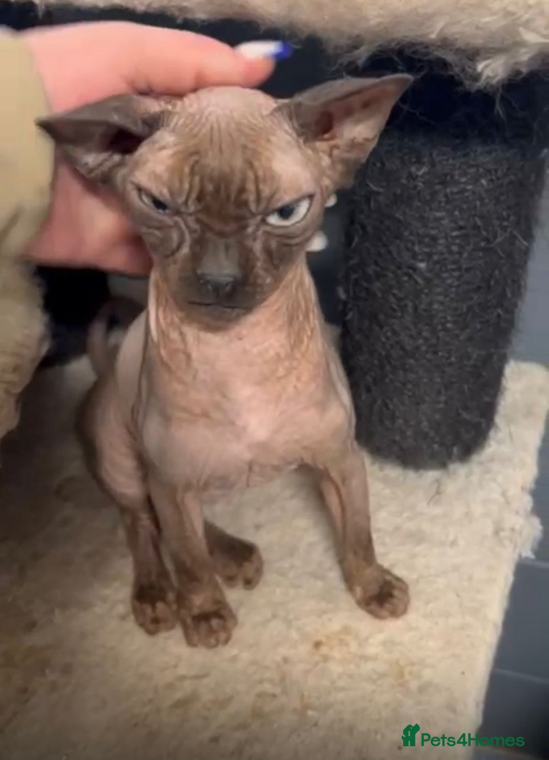 Sphynx cats for sale: Canadian sphynx male 3 years old looking new home - Advert 3
