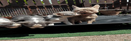 French Bulldog dogs for sale: KC Registered French Bulldog Puppies Ready  - Advert 5