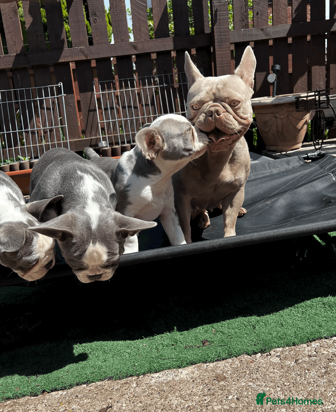 French Bulldog dogs for sale: KC Registered French Bulldog Puppies Ready  - Advert 5