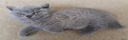 British Shorthair cats for sale: Gccf registered blue BSH kittens - Advert 29