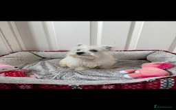 West Highland Terrier dogs for sale: 4 stunning west highland terrier puppies for sale - Image 6