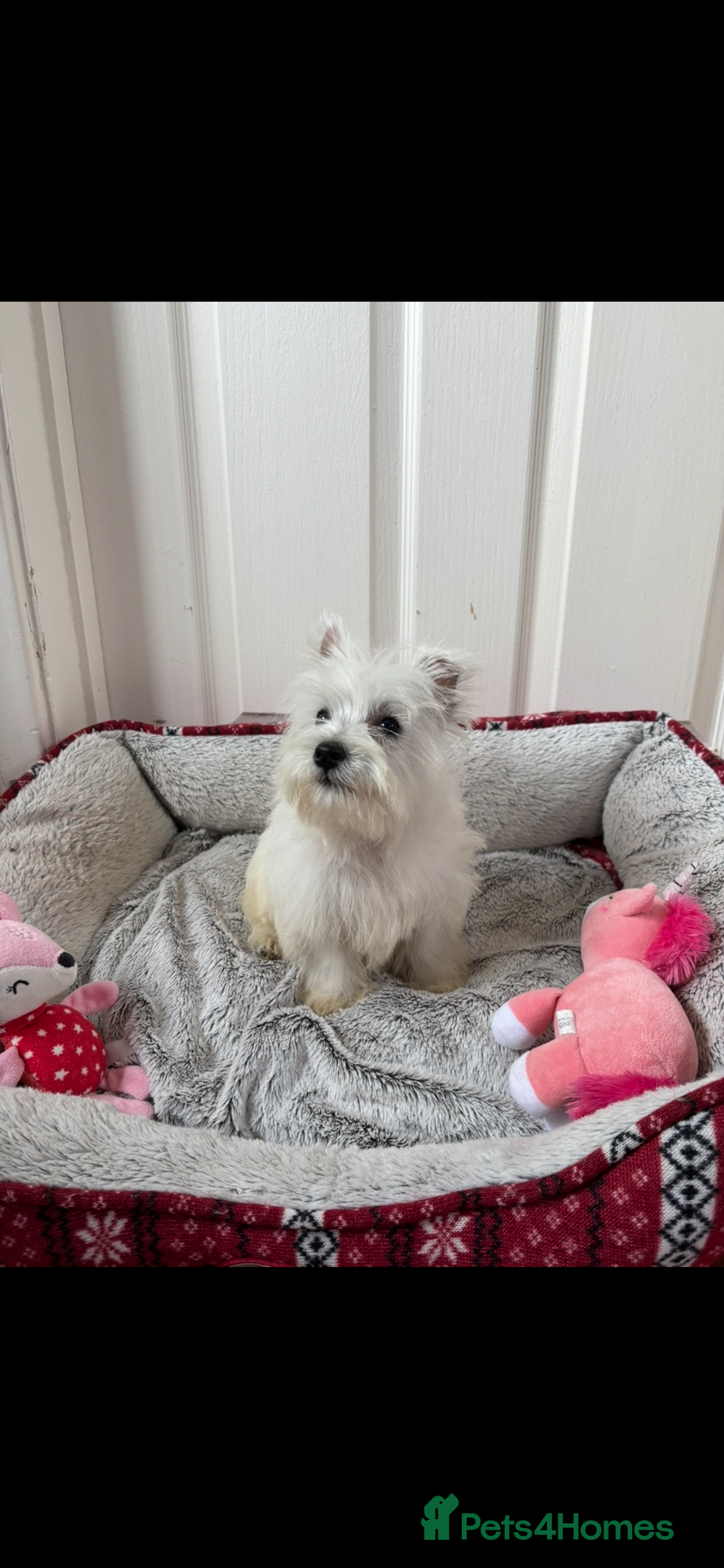 West Highland Terrier dogs for sale: 4 stunning west highland terrier puppies for sale - Image 6