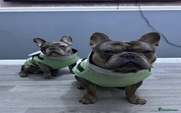 French Bulldog dogs for sale: BonBon & Hugo - Image 11