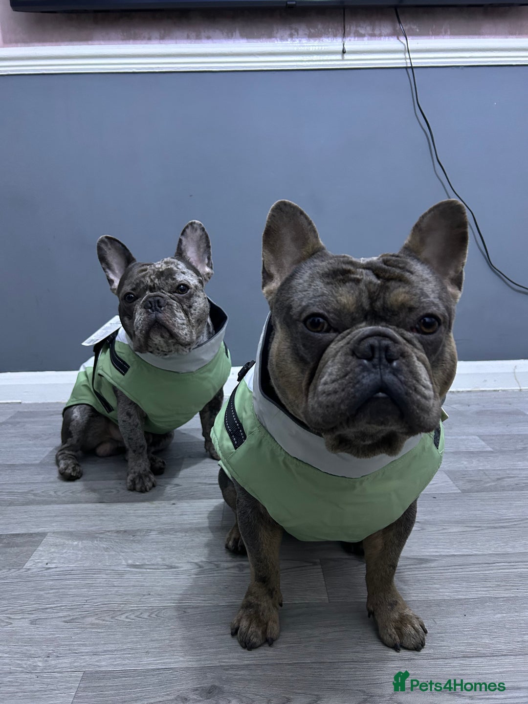 French Bulldog dogs for sale: BonBon & Hugo - Image 11