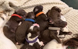 Cocker Spaniel dogs for sale: Working cocker spaniel puppies - Image 6