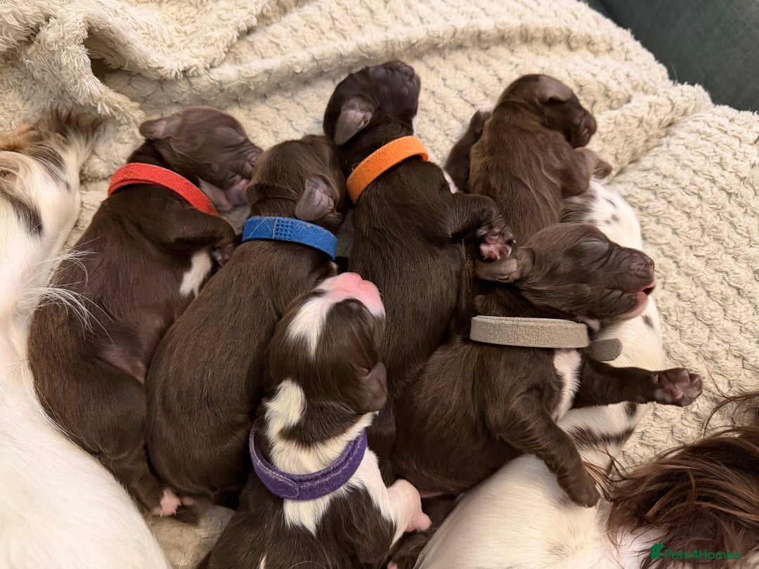 Cocker Spaniel dogs for sale: Working cocker spaniel puppies - Image 6