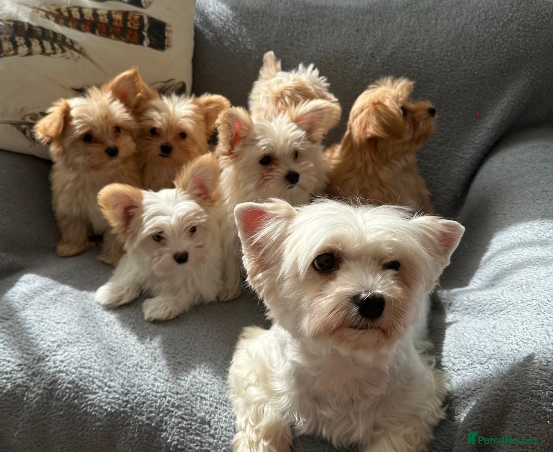 Yorkshire Terrier dogs for sale: Adorable Golddust Yorkshire Terrier Puppies - Image 33