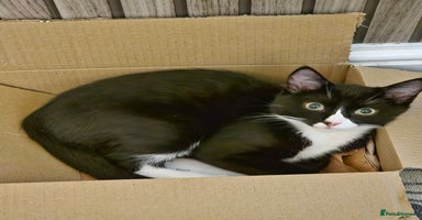 Mixed Breed cats - Advert 9