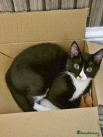 Mixed Breed cats - Advert 5