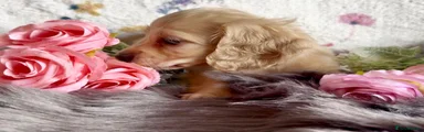 Miniature Dachshund 3