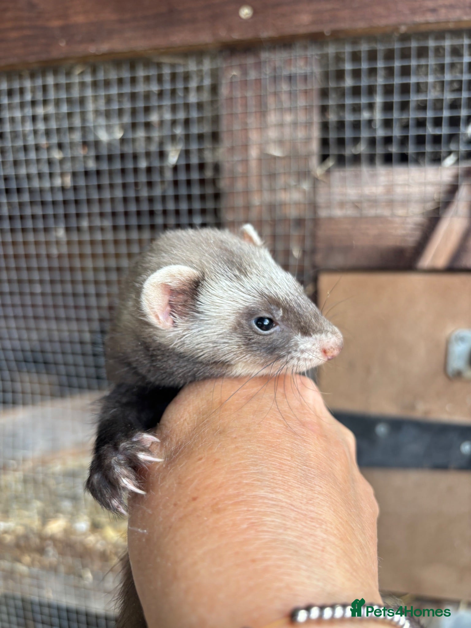 Ferret rodents Last two! - Beautiful silver X polecat kits - Advert 2