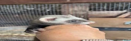 Ferret rodents for sale: Last two! - Beautiful silver X polecat kits - Advert 2
