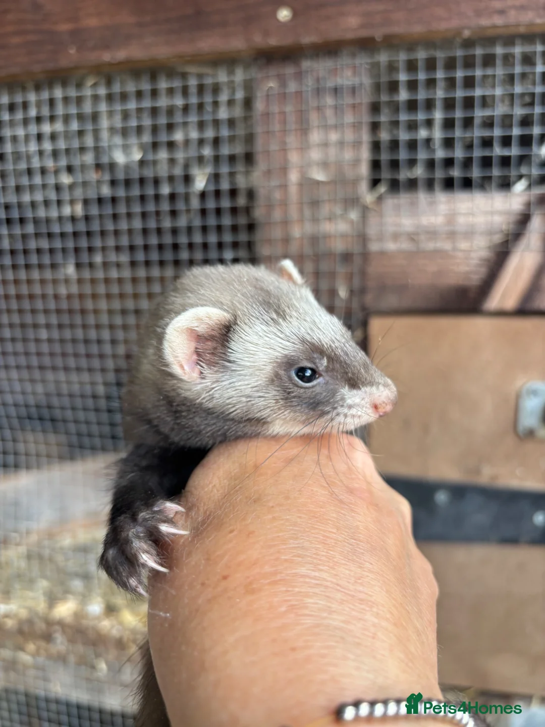 Ferret rodents for sale: Last two! - Beautiful silver X polecat kits - Advert 2
