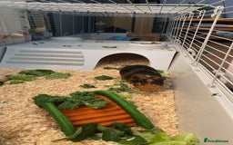 Guinea Pig rodents for sale: Milkshake and Mars looking for a loving home - Image 4