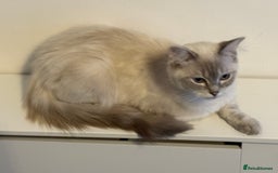 Ragdoll cats for sale: Stunning Seal Point Lynx Ragdoll For Sale. - Image 3