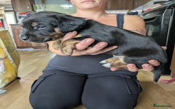 Mixed Breed dogs for sale: Jack, Springer X staffy, lurcher puppies - Image 32