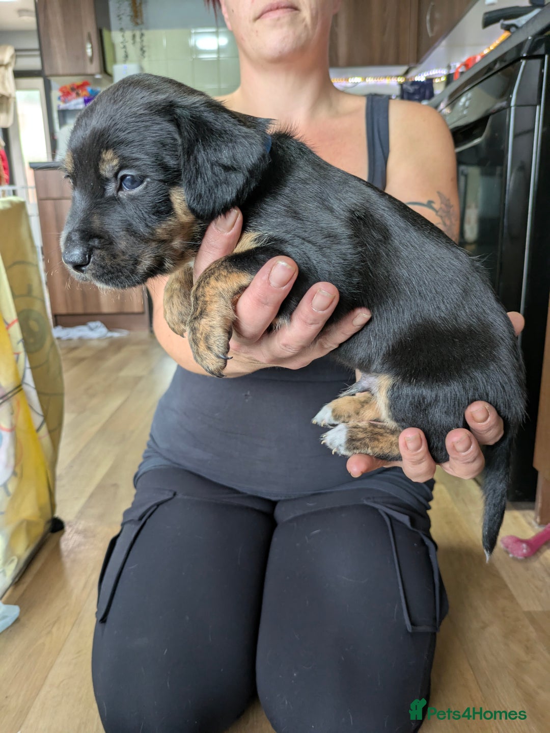 Mixed Breed dogs for sale: Jack, Springer X staffy, lurcher puppies - Image 32