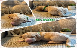 Australian Labradoodle dogs for sale: Australian Labradoodle Puppies F1b - Image 20
